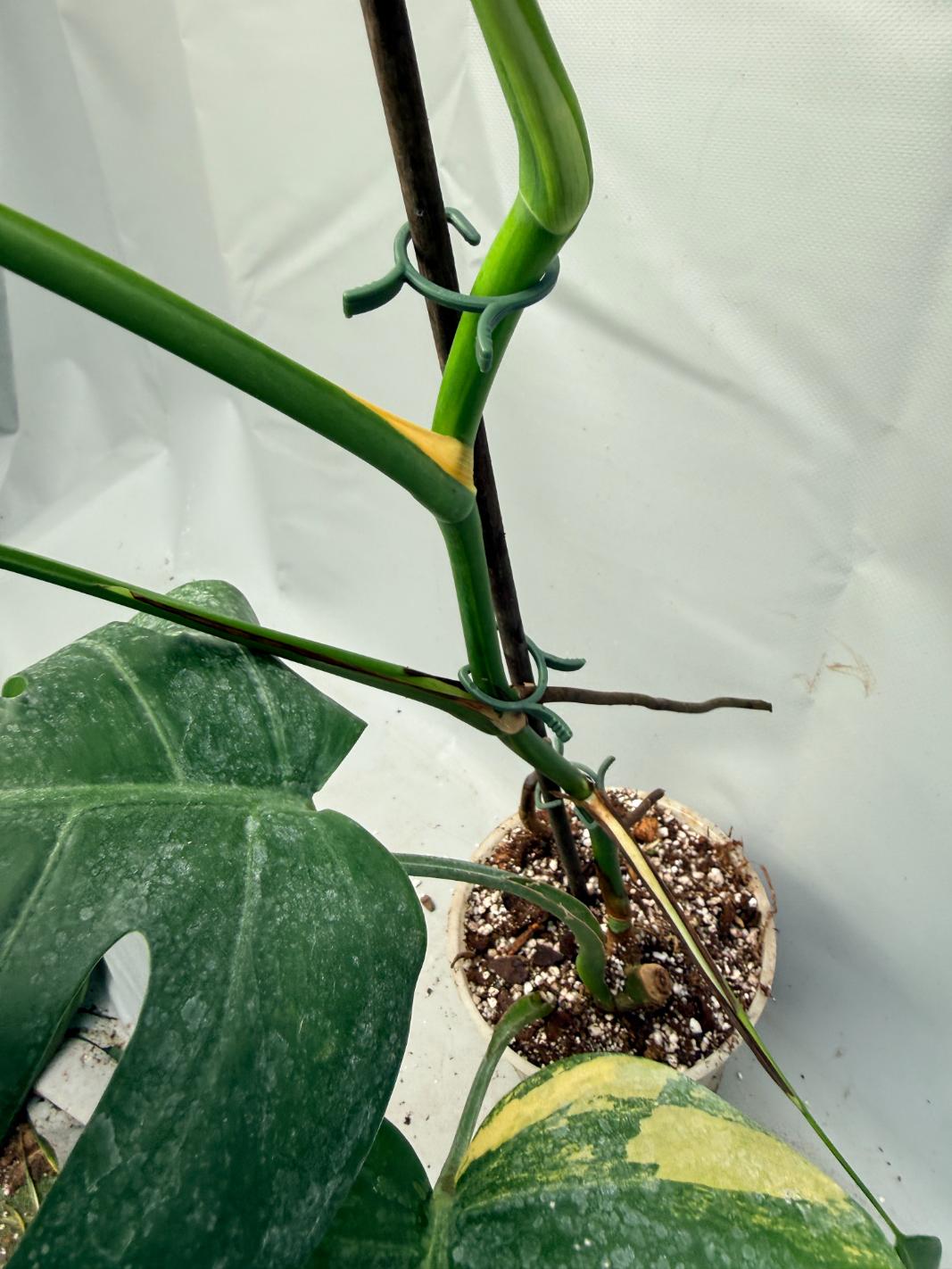 Monstera Variegata Aurea 7