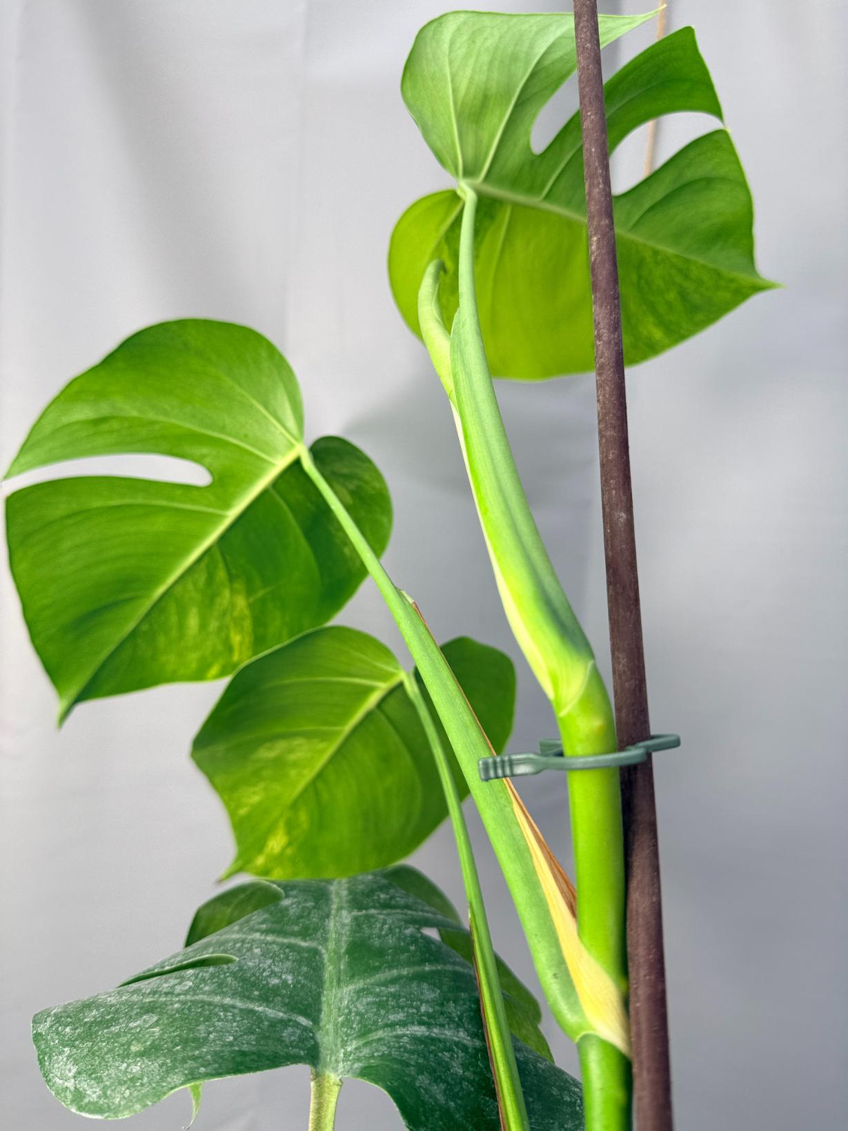 Monstera Variegata Aurea 8