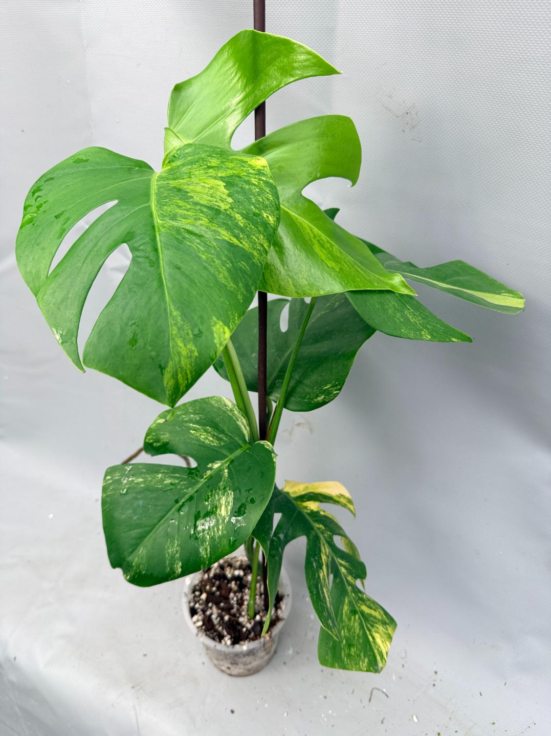 Monstera Variegata Aurea pianta intera