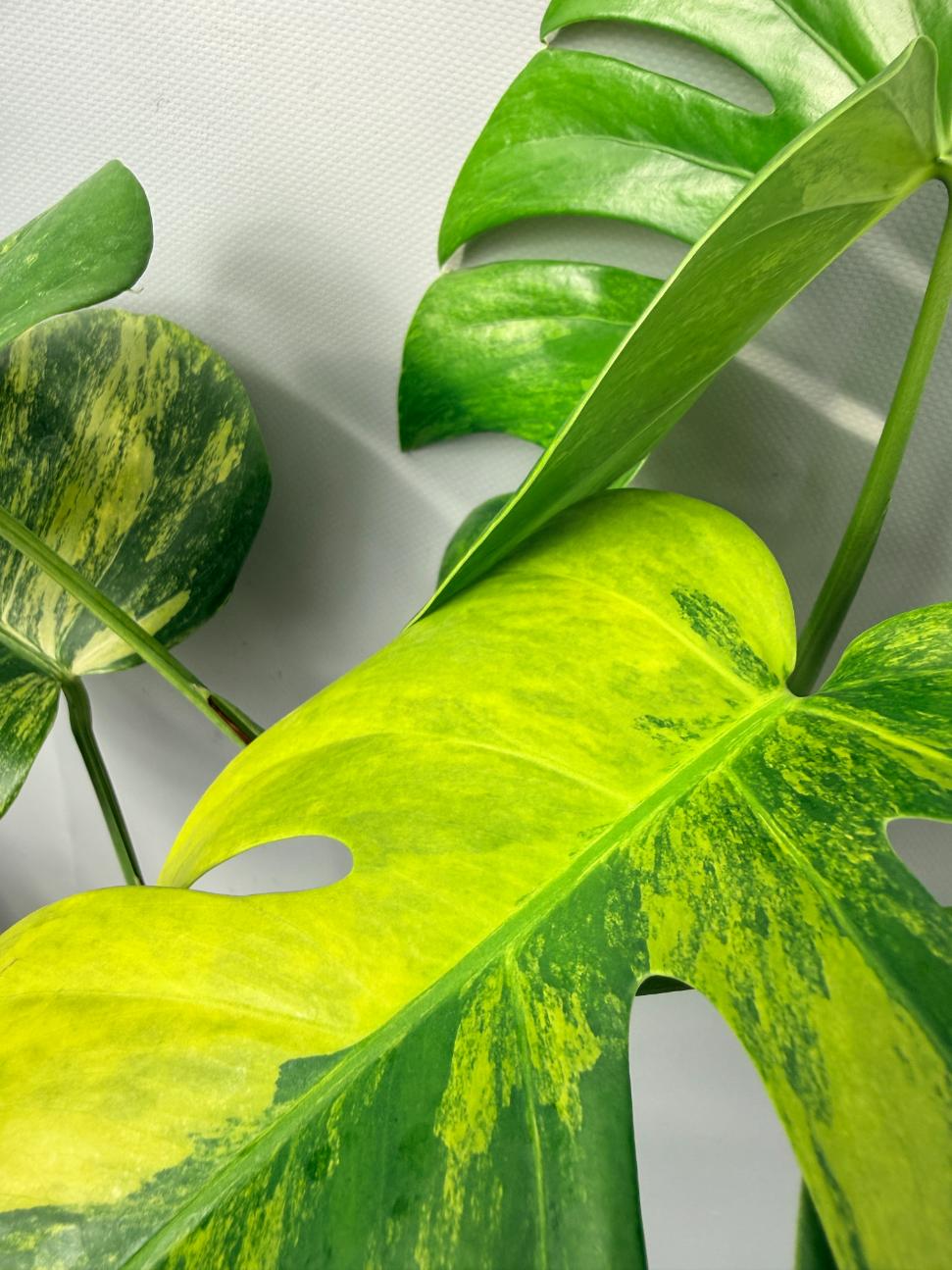 Monstera Variegata Aurea 05