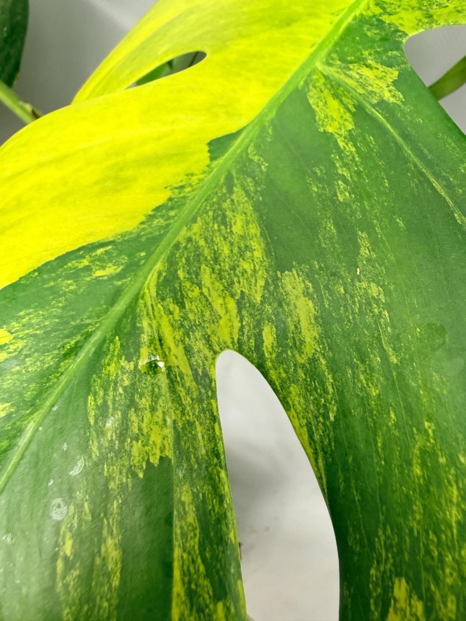 Monstera Variegata Aurea 06
