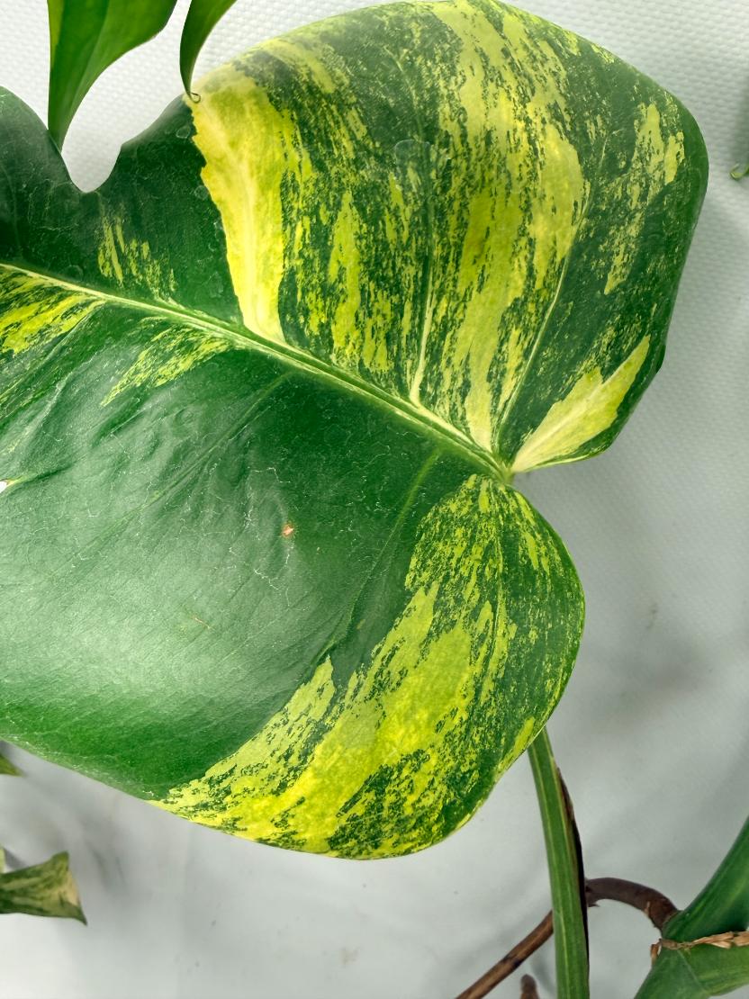 Monstera Variegata Aurea 07