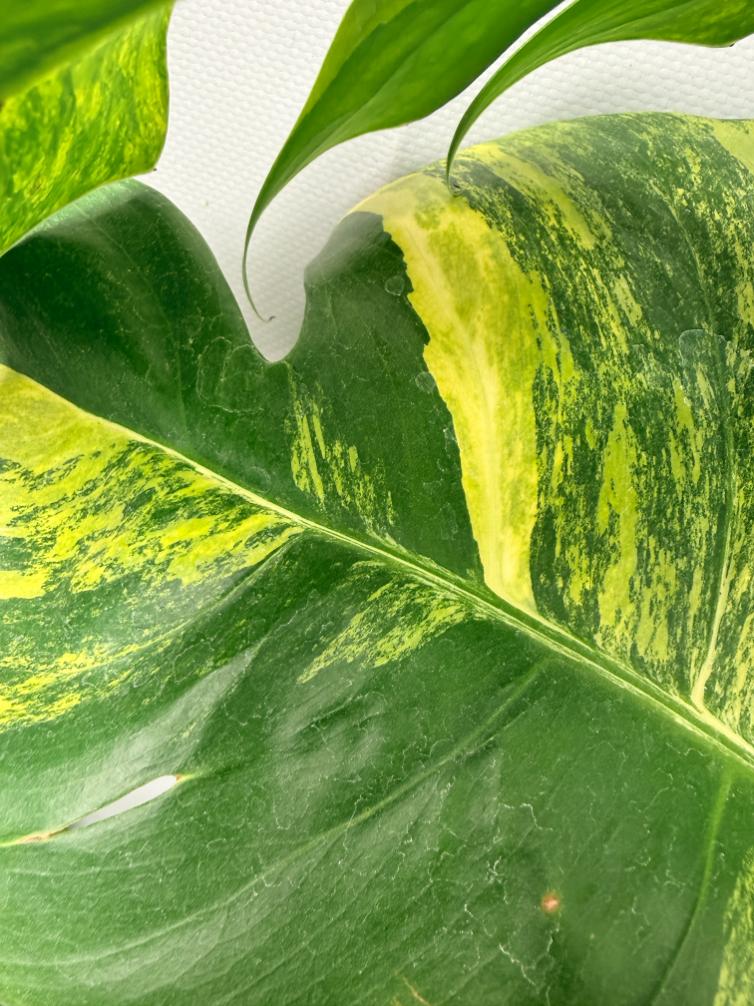Monstera Variegata Aurea 08