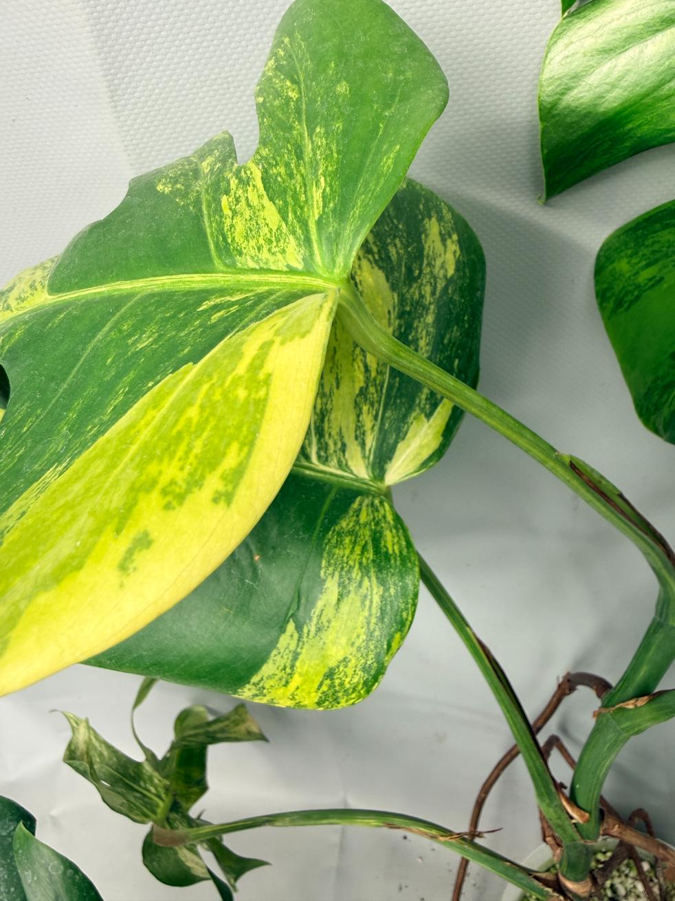 Monstera Variegata Aurea 09
