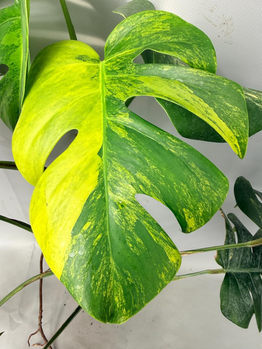 Monstera Variegata Aurea 02