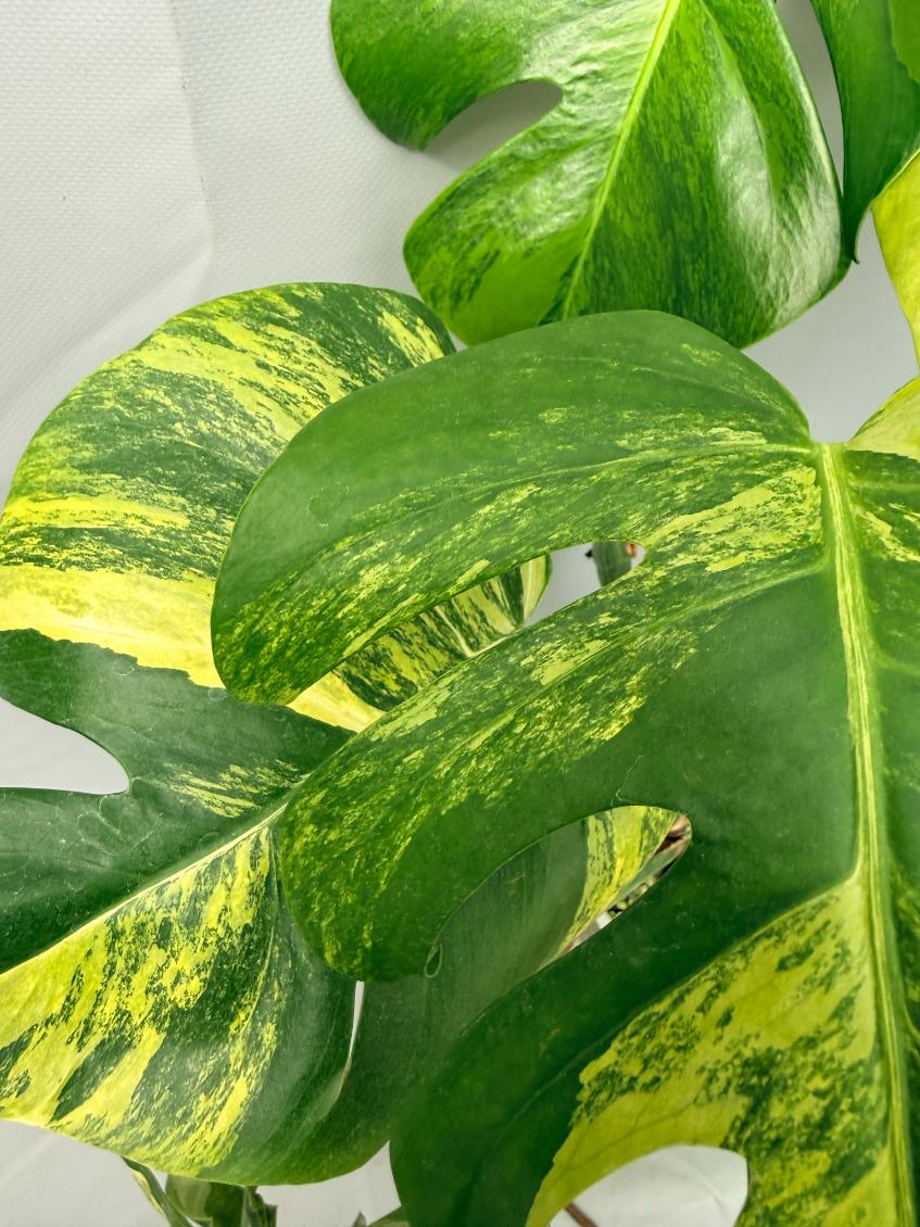 Monstera Variegata Aurea 03