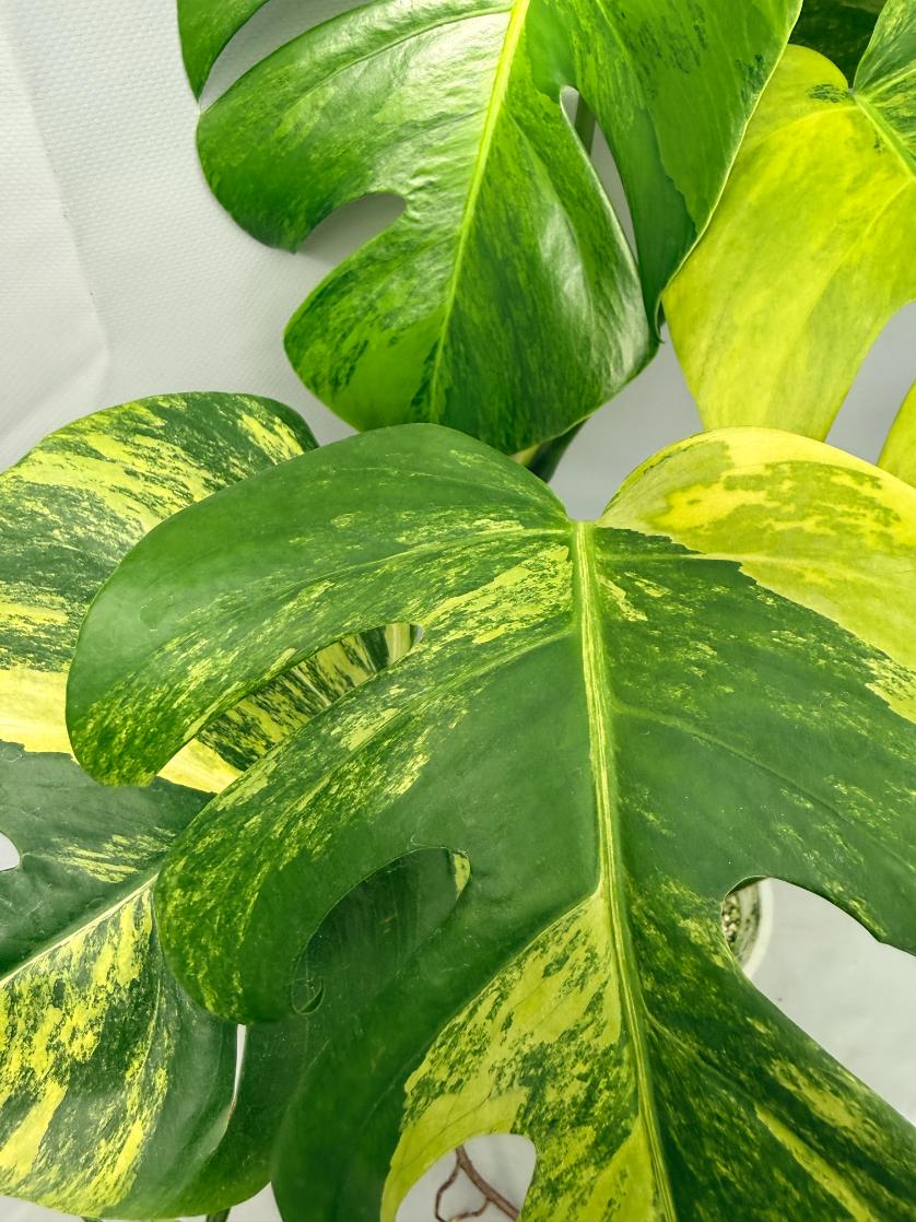 Monstera Variegata Aurea 04