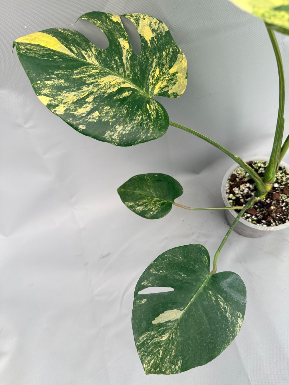 Monstera Variegata Aurea Large 07