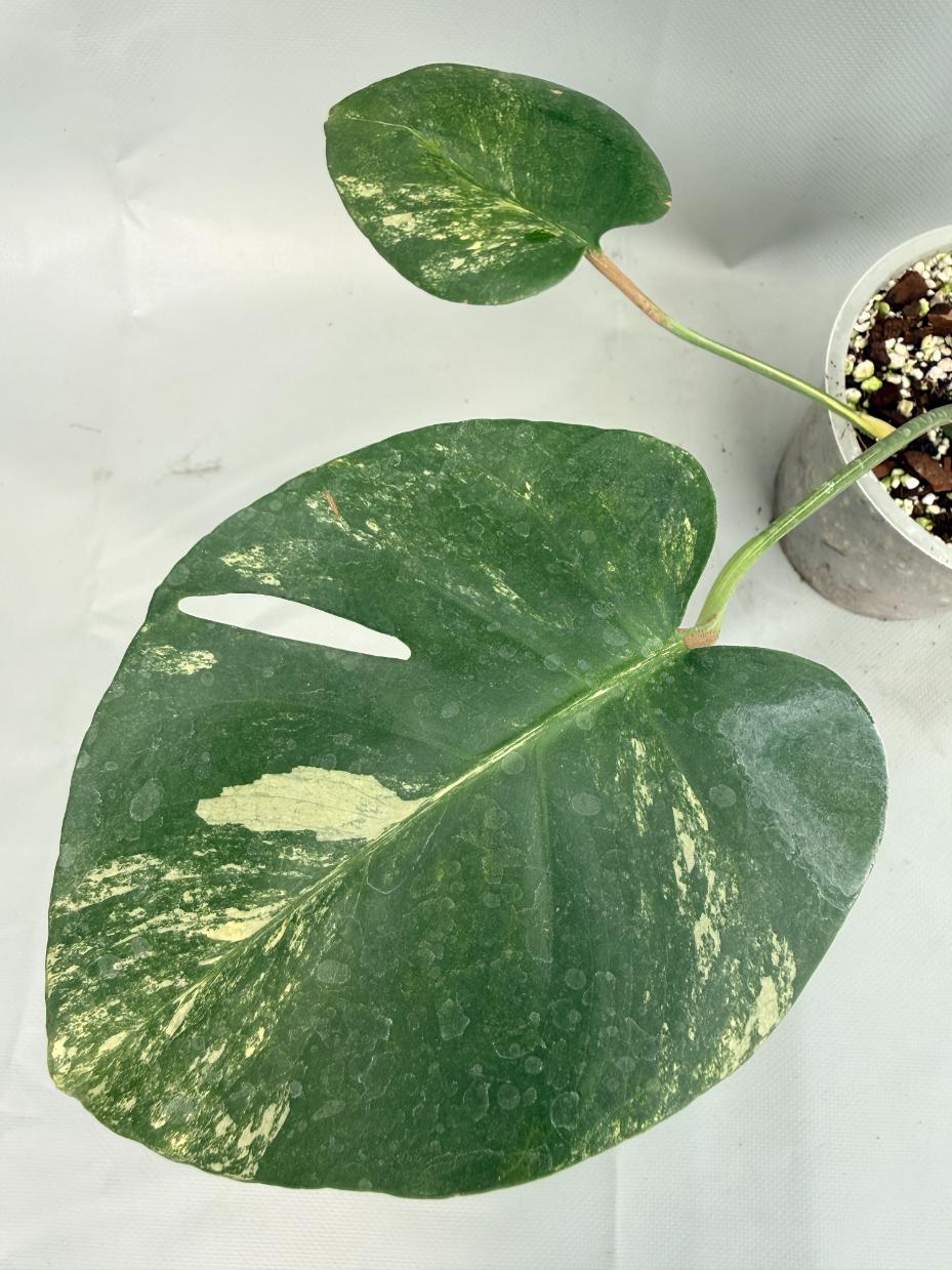 Monstera Variegata Aurea Large 08