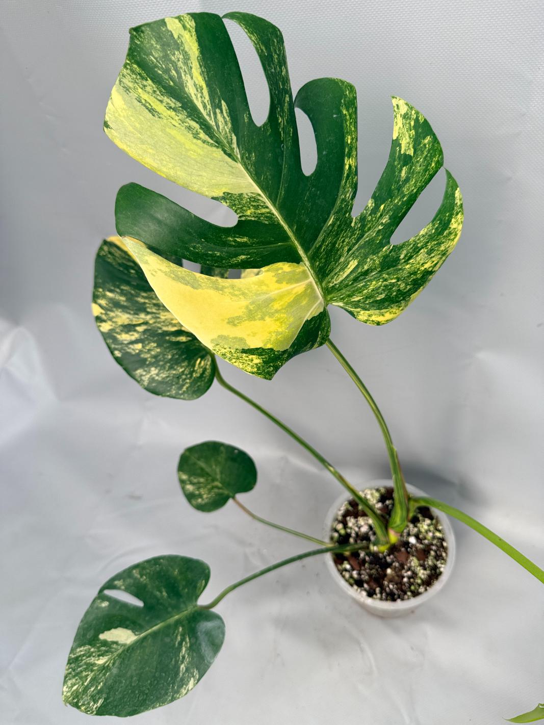 Monstera Variegata Aurea Large 09
