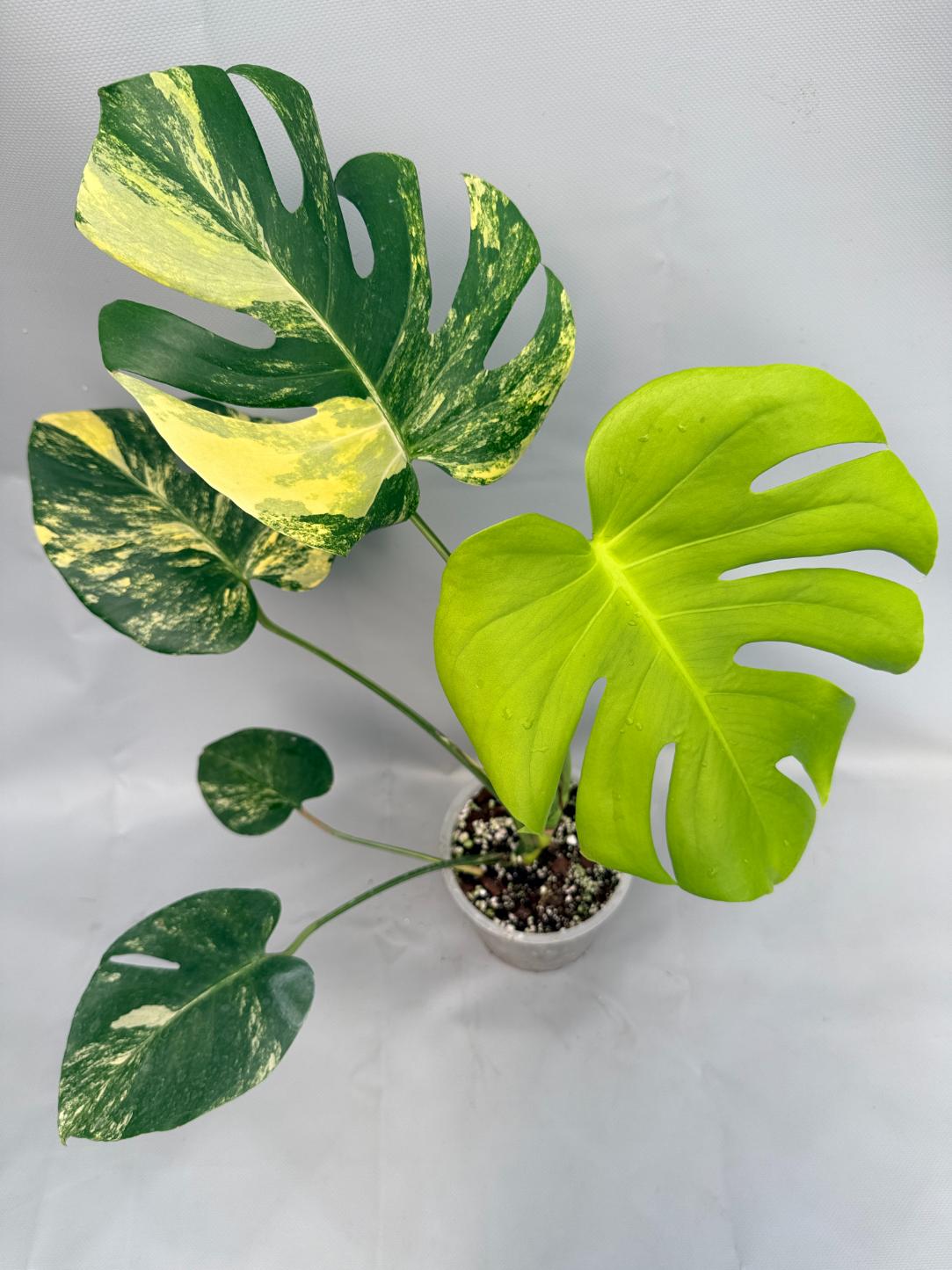 Monstera Variegata Aurea Large 01