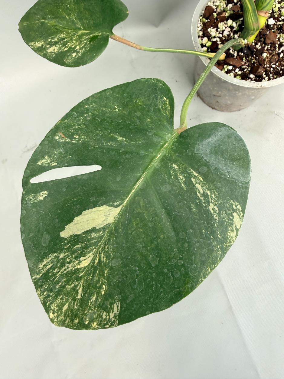 Monstera Variegata Aurea Large 02