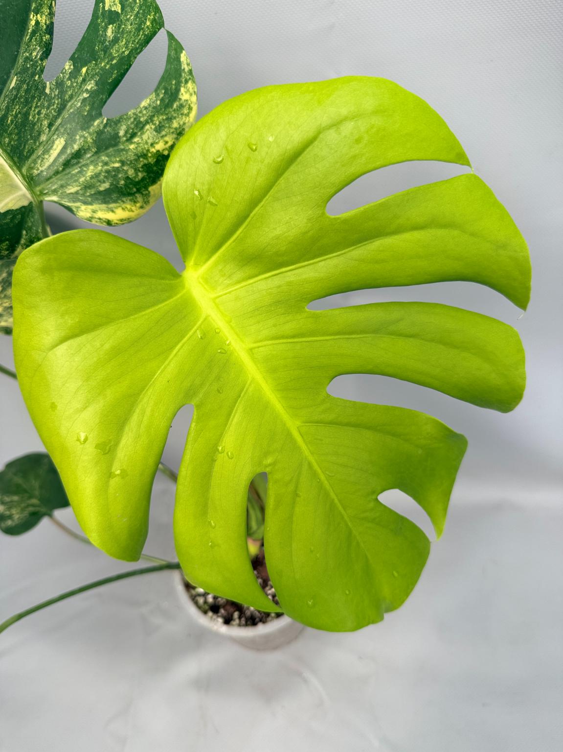 Monstera Variegata Aurea Large 03