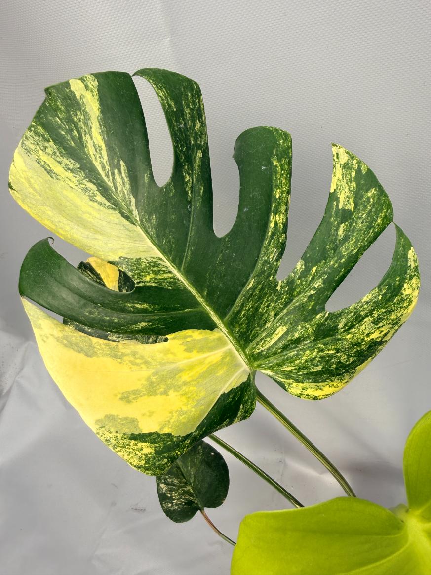 Monstera Variegata Aurea Large 04