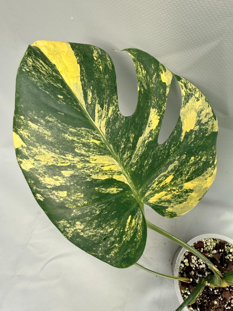 Monstera Variegata Aurea Large 05