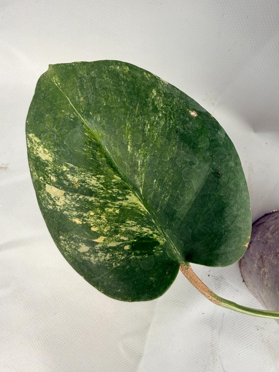 Monstera Variegata Aurea Large 06