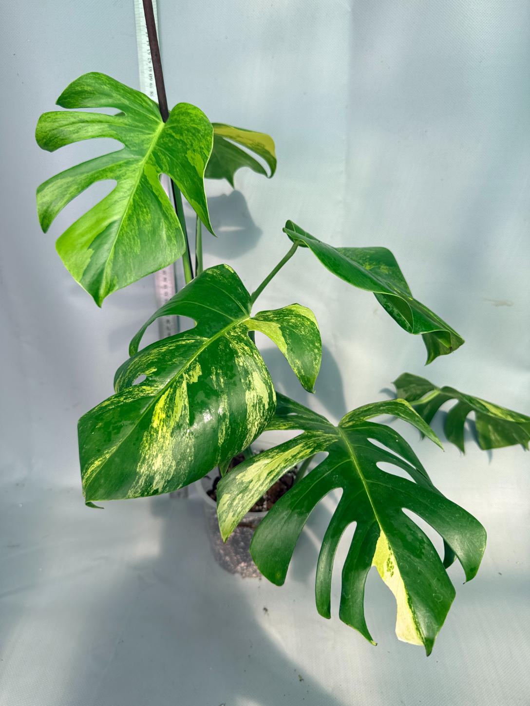 Monstera Variegata Aurea 1