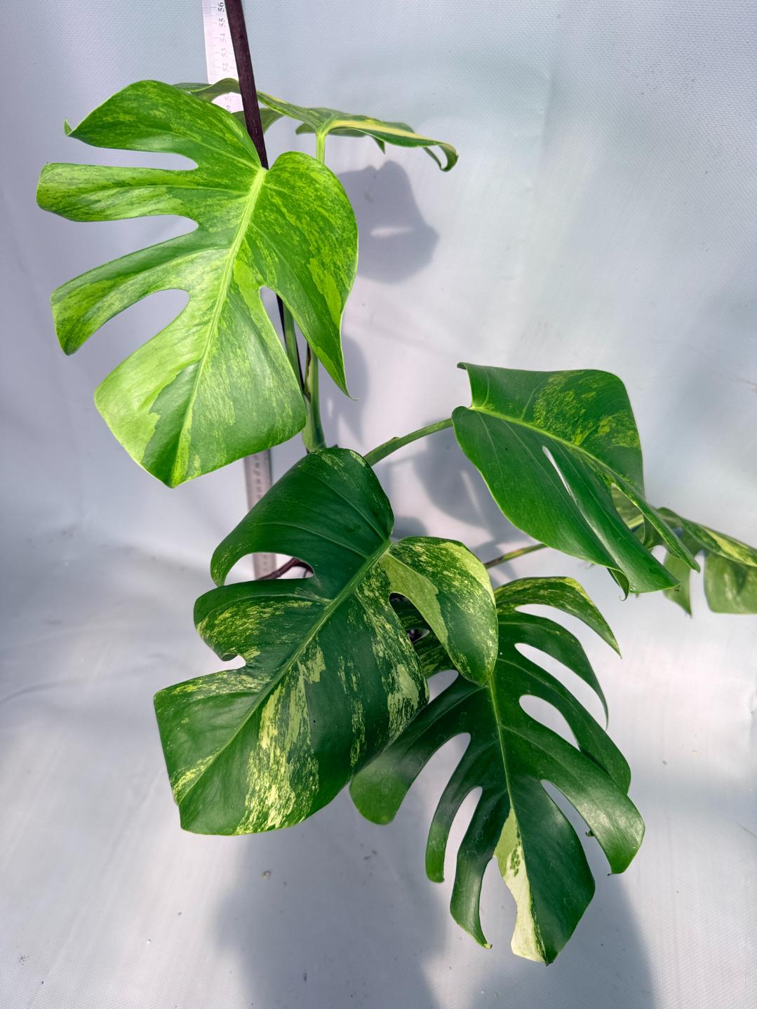 Monstera Variegata Aurea 10