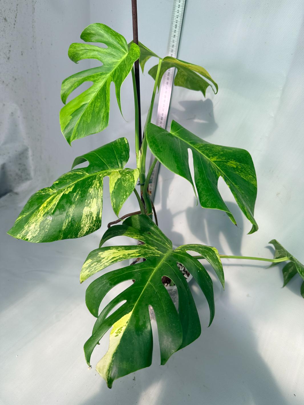 Monstera Variegata Aurea 3