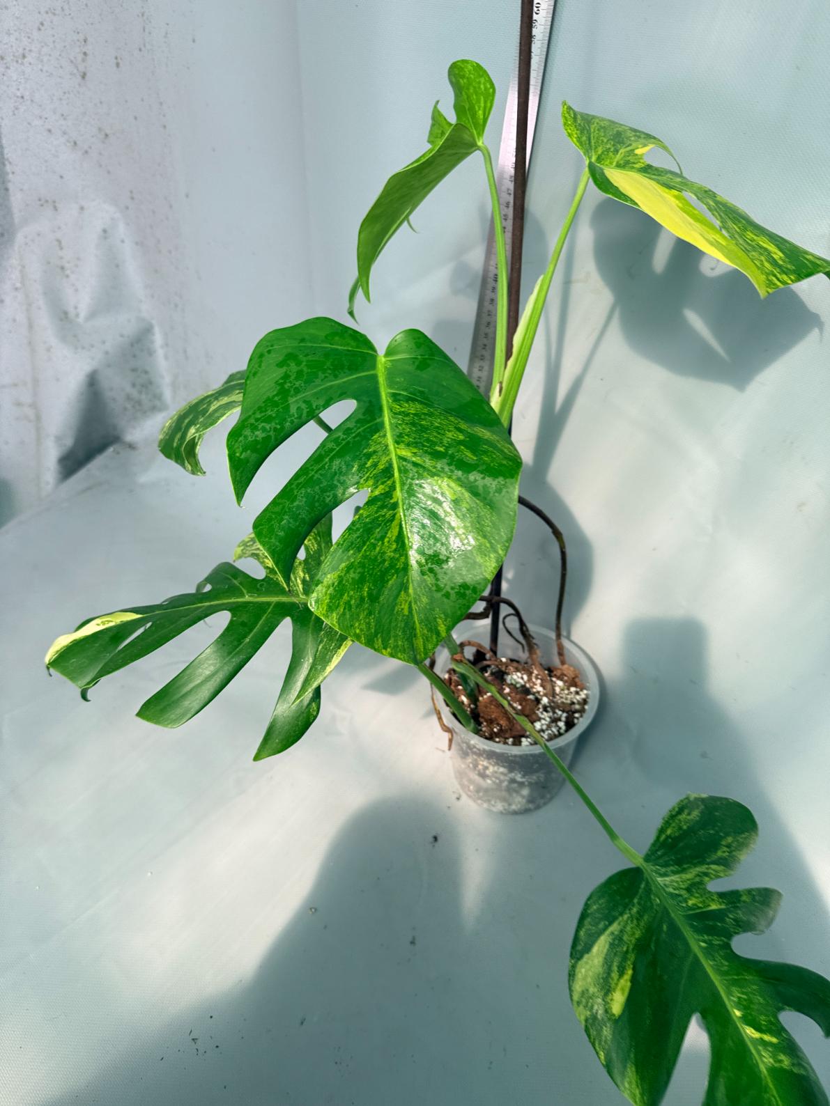 Monstera Variegata Aurea 5