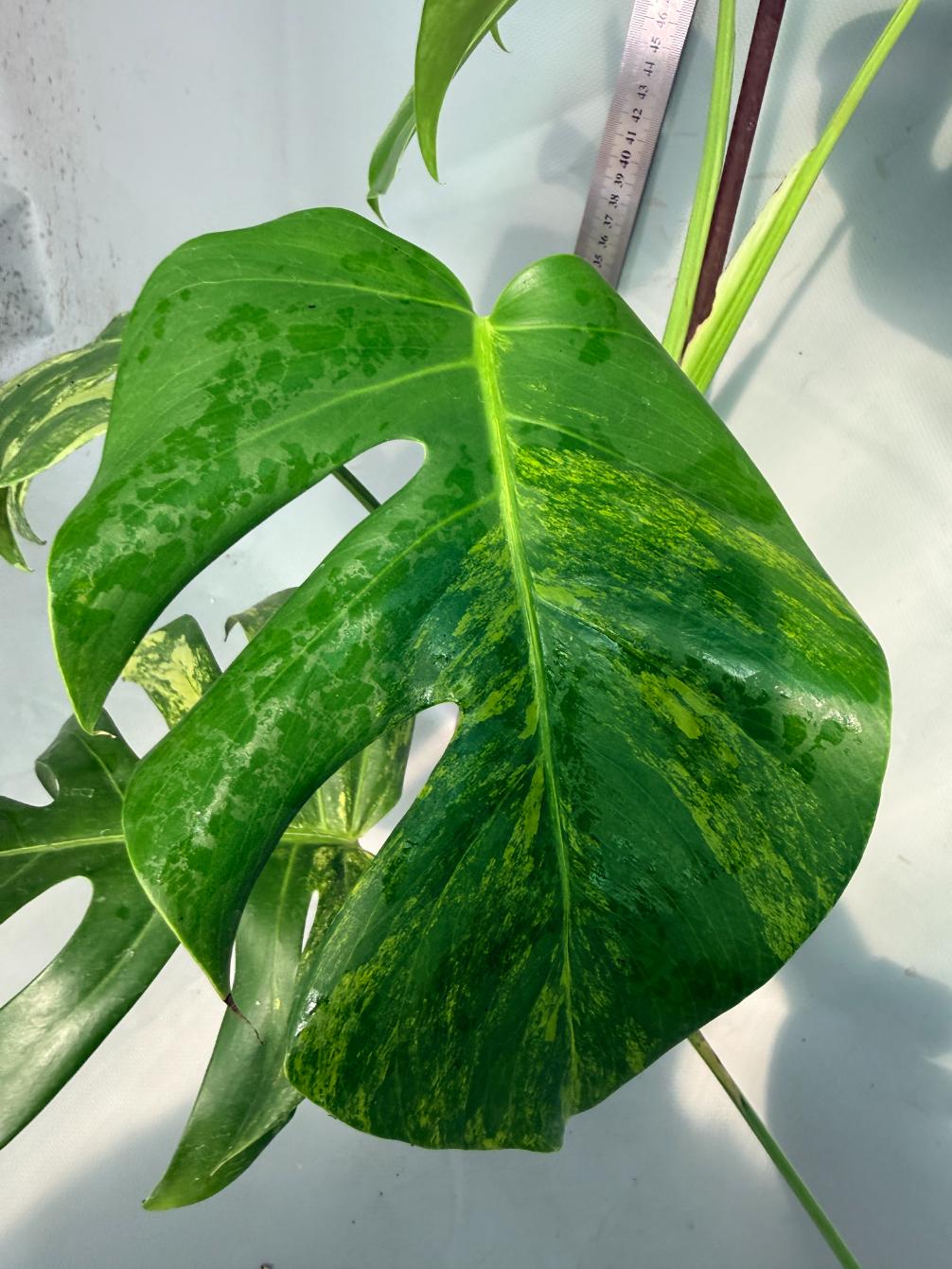 Monstera Variegata Aurea 7