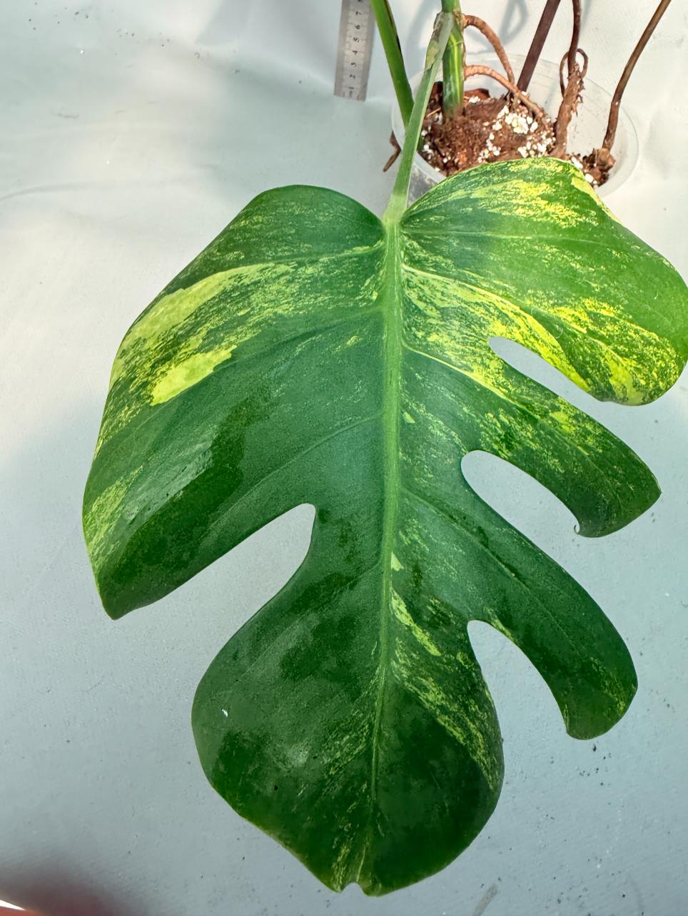 Monstera Variegata Aurea 8