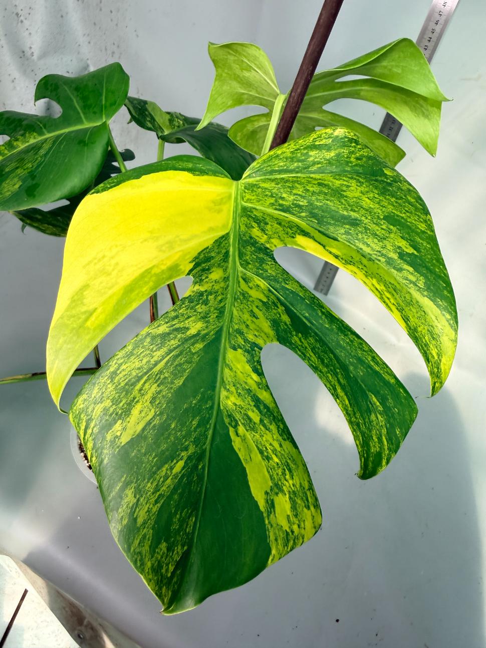 Monstera Variegata Aurea 2