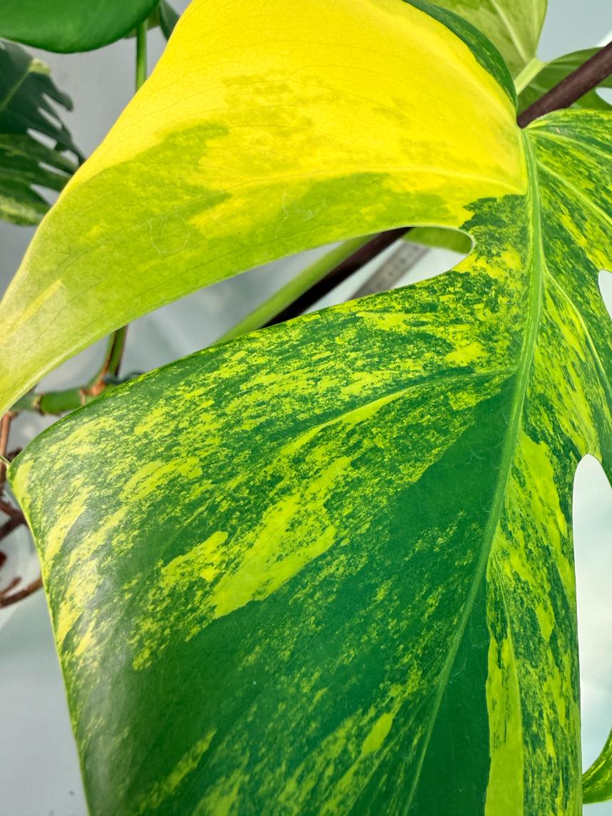 Monstera Variegata Aurea 4