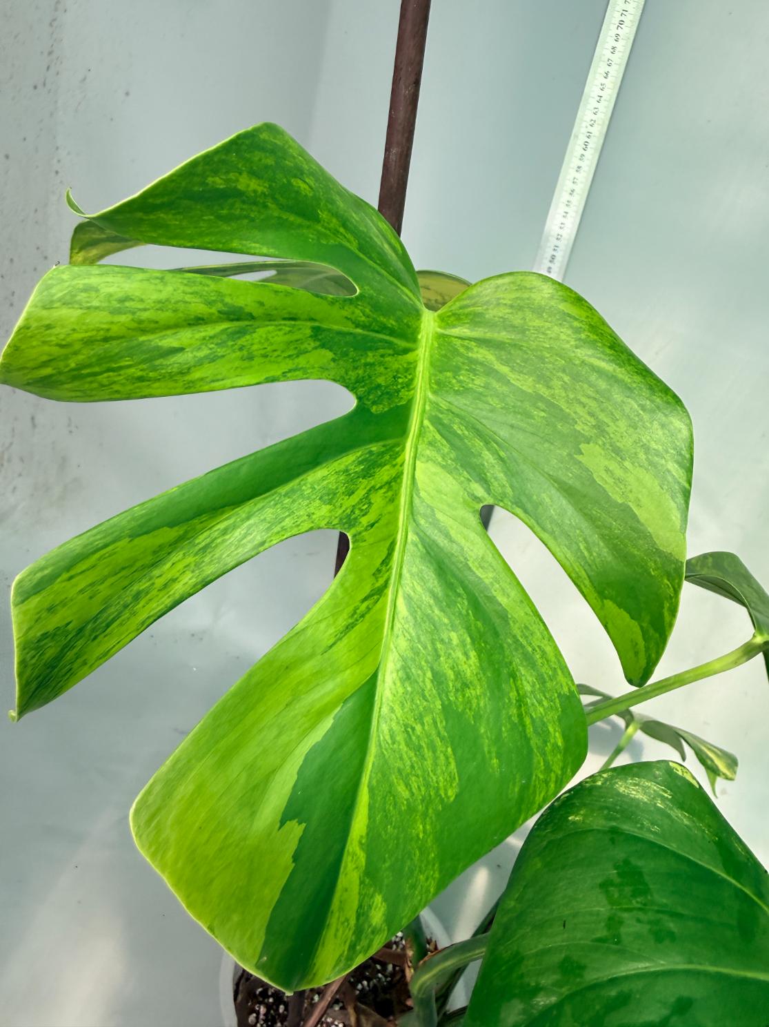Monstera Variegata Aurea 9