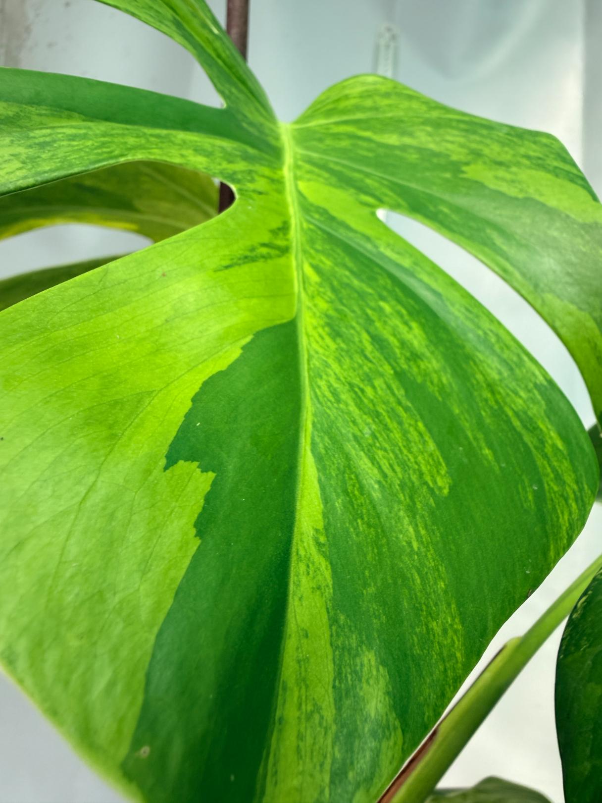 Monstera Variegata Aurea 6