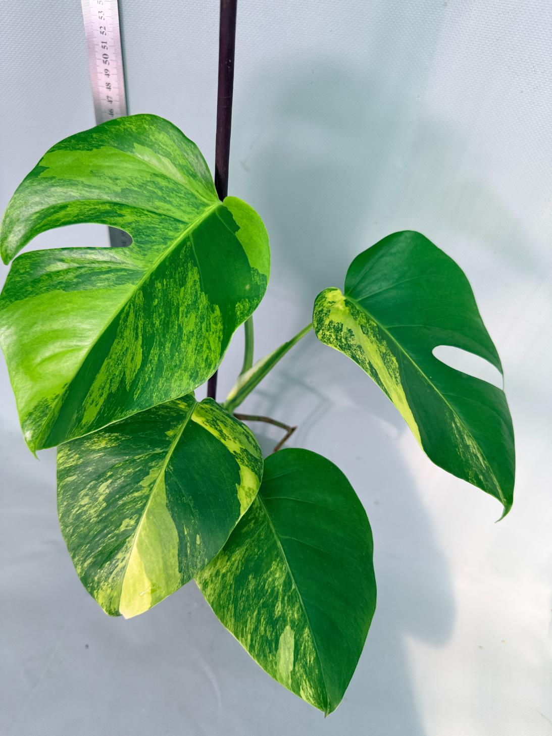 Monstera Variegata Aurea 1
