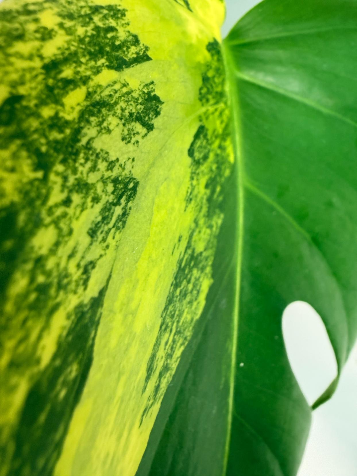 Monstera Variegata Aurea 2