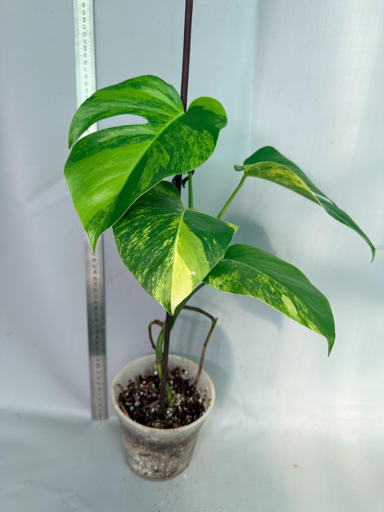 Monstera Variegata Aurea 3