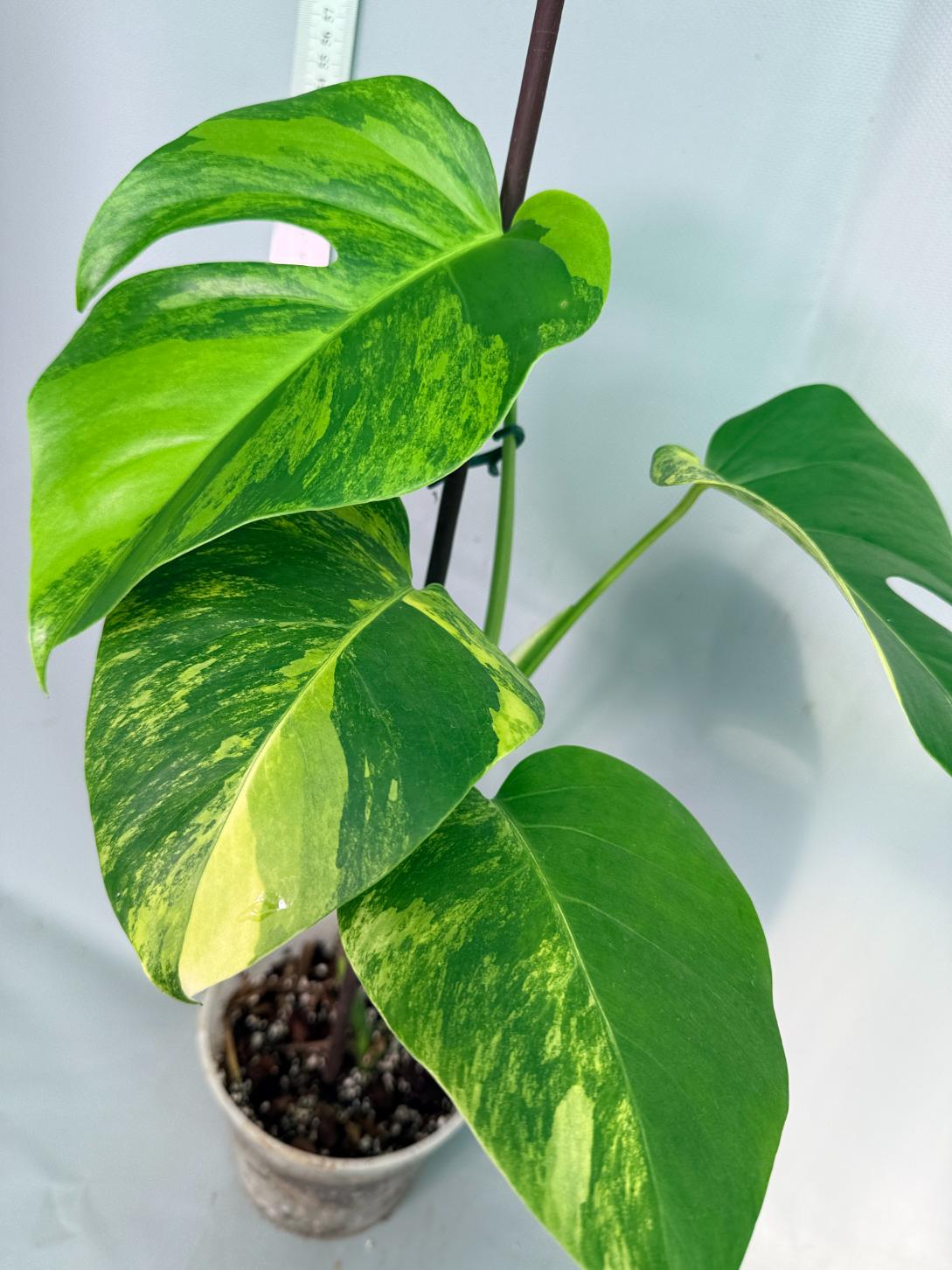 Monstera Variegata Aurea 5