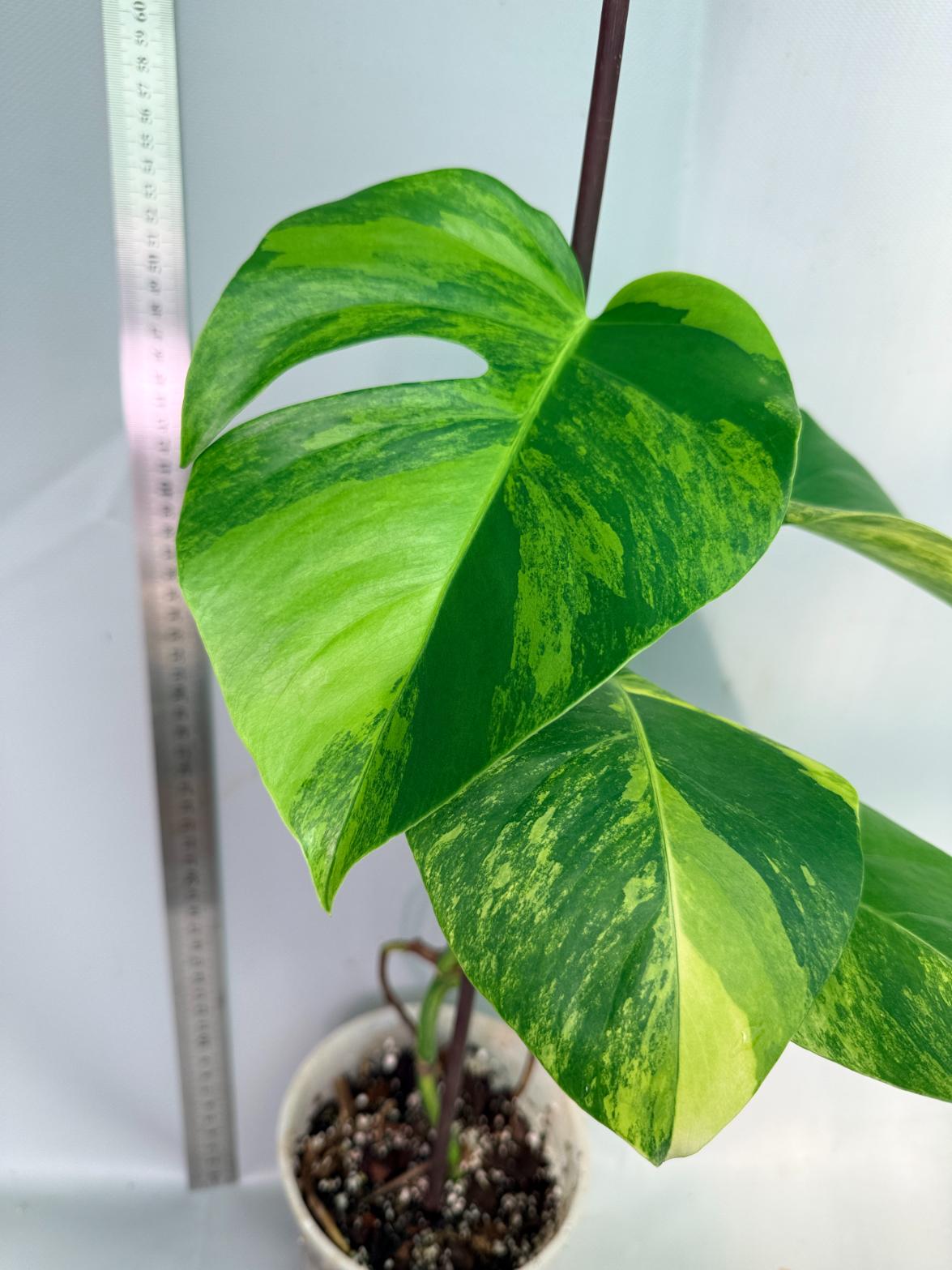 Monstera Variegata Aurea 6