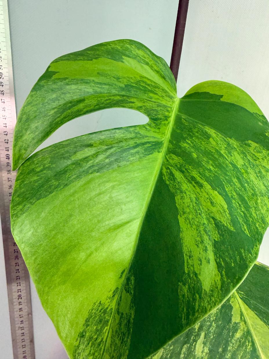 Monstera Variegata Aurea 7