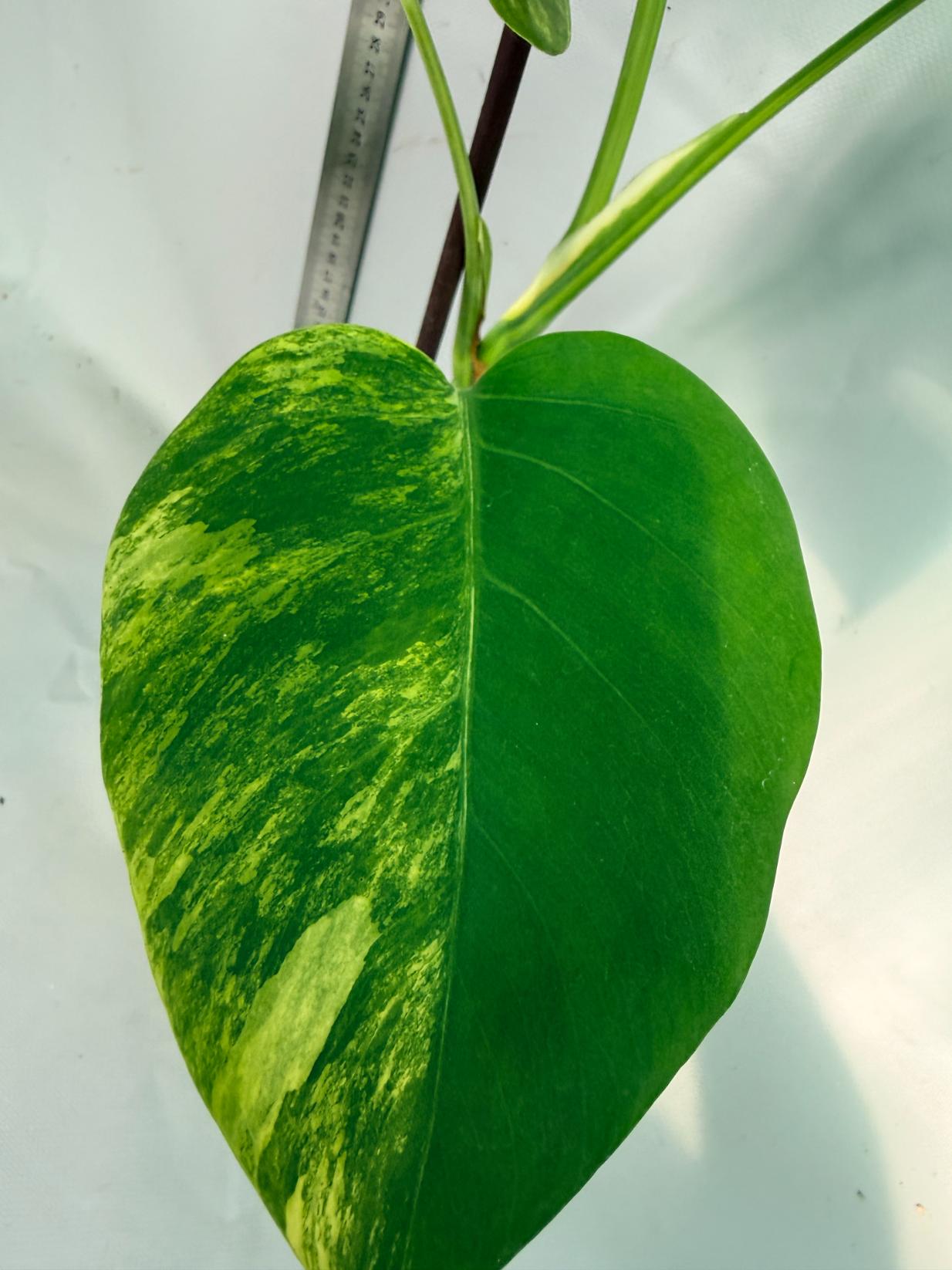 Monstera Variegata Aurea 8