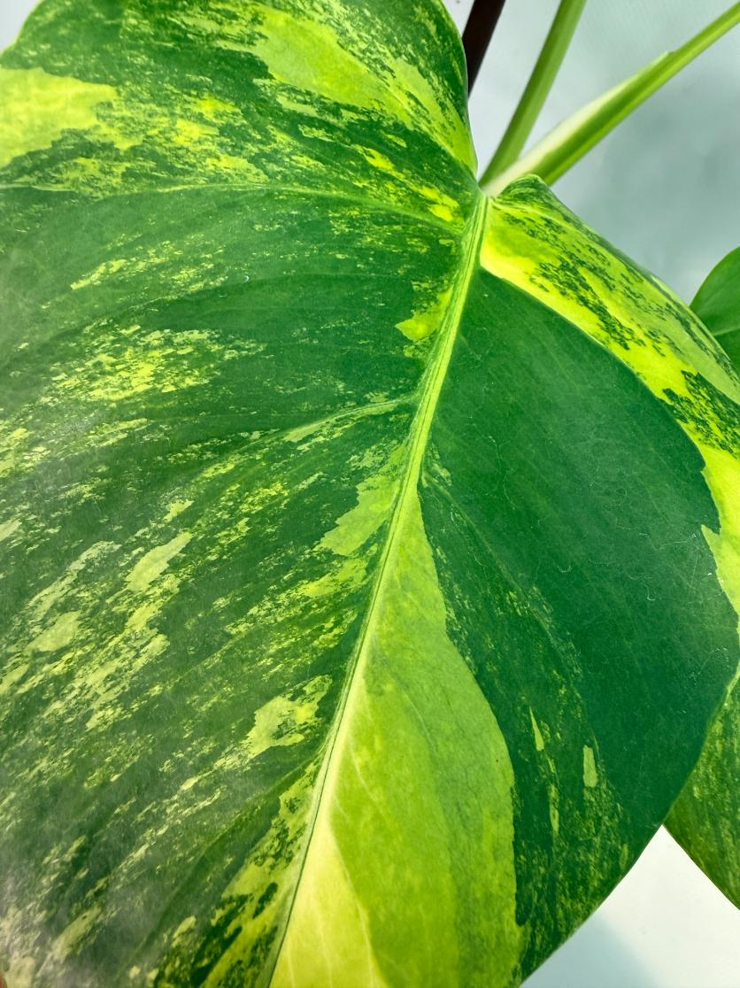 Monstera Variegata Aurea 4