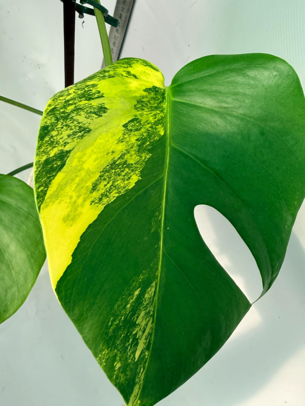Monstera Variegata Aurea 9
