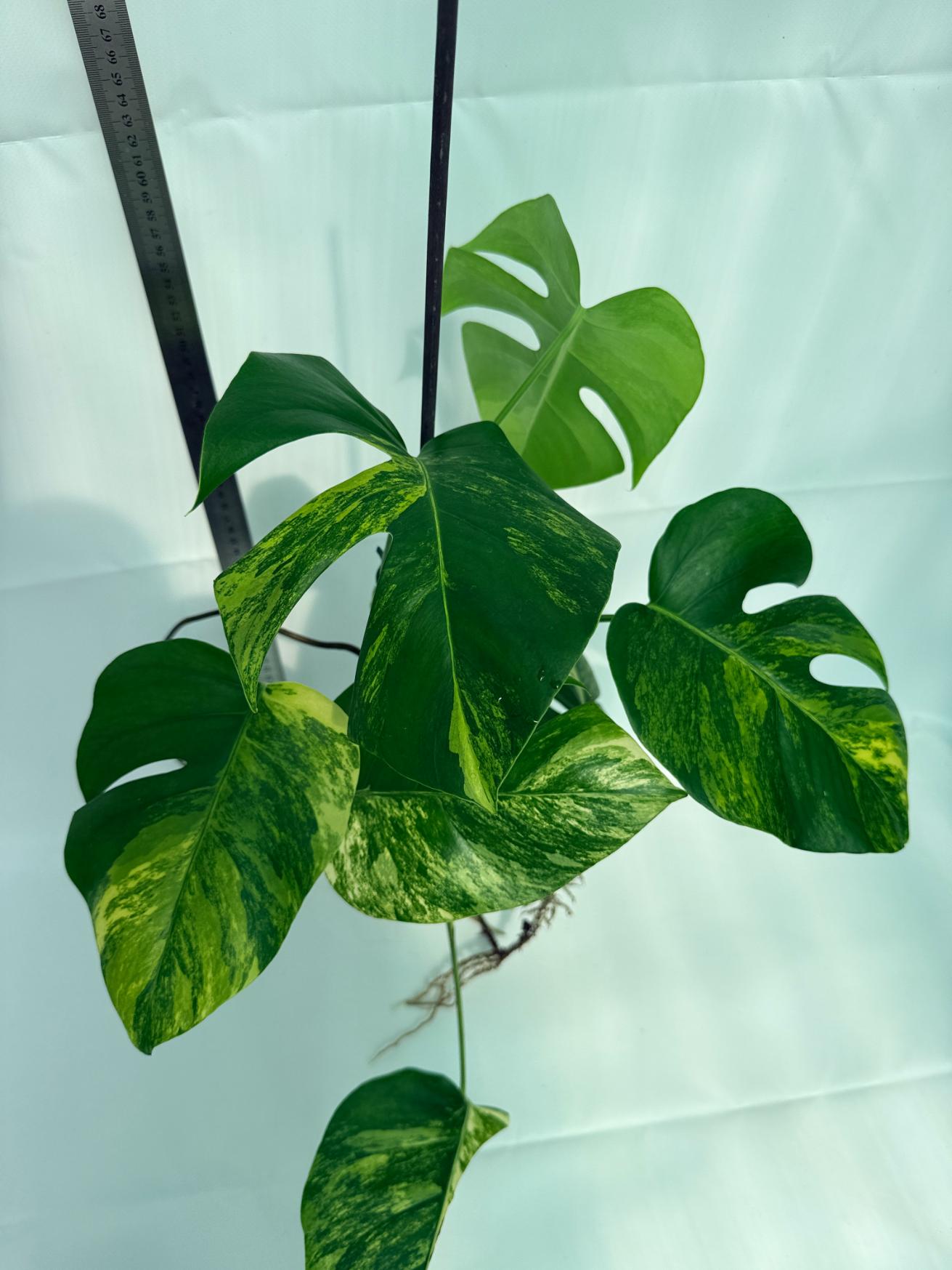 Monstera Variegata Aurea 3
