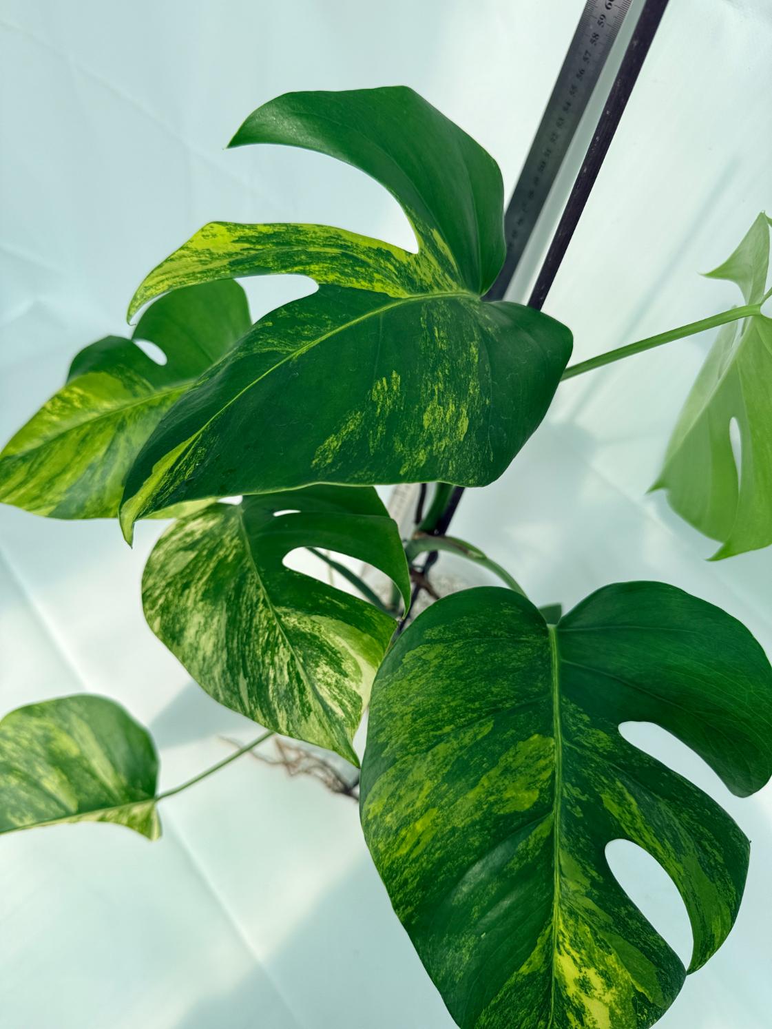 Monstera Variegata Aurea 9