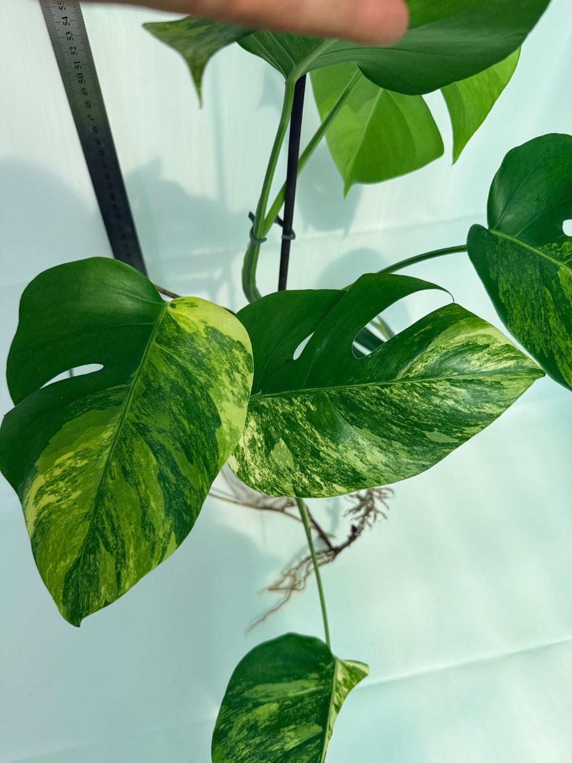 Monstera Variegata Aurea 10