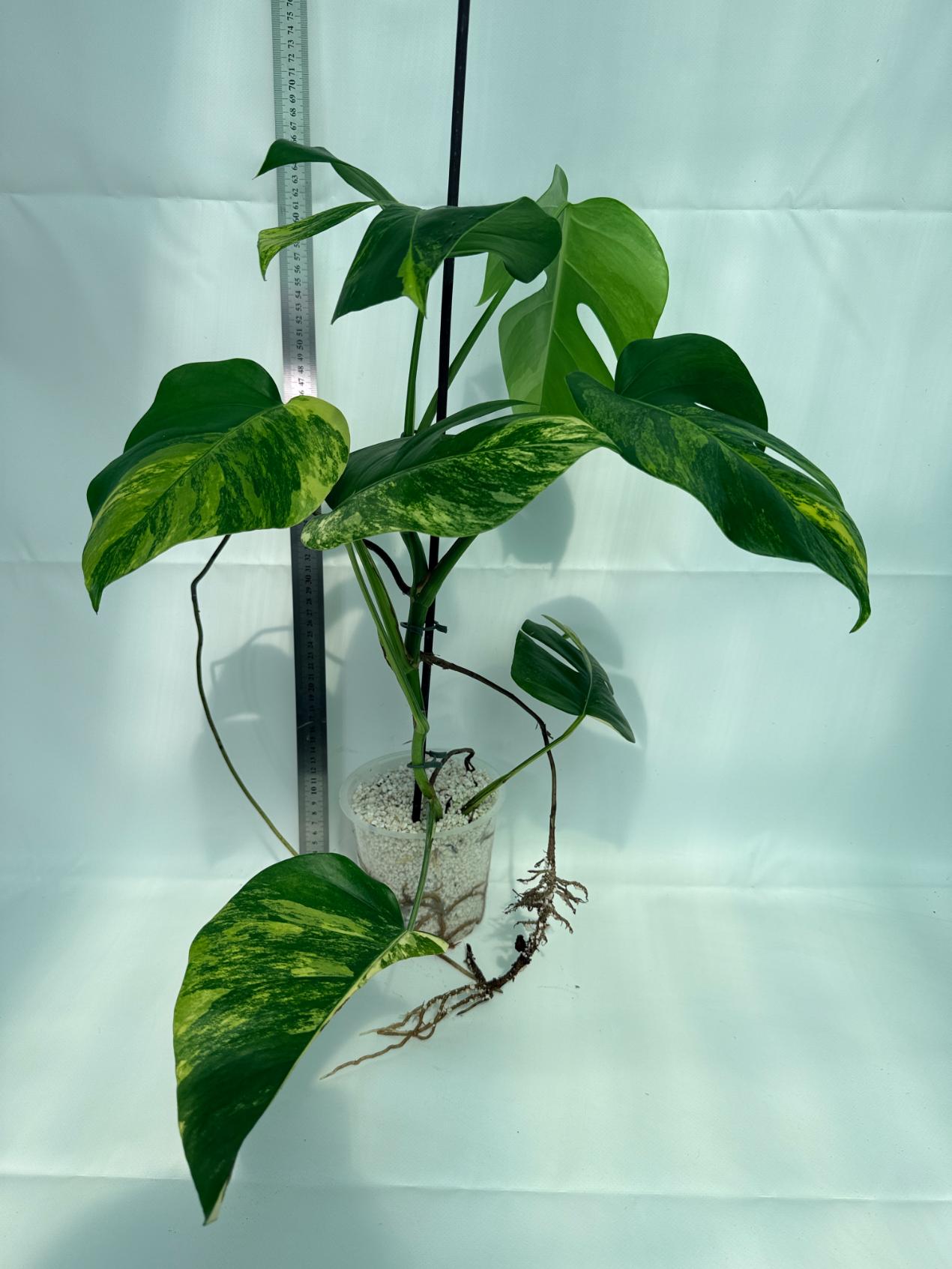 Monstera Variegata Aurea 1