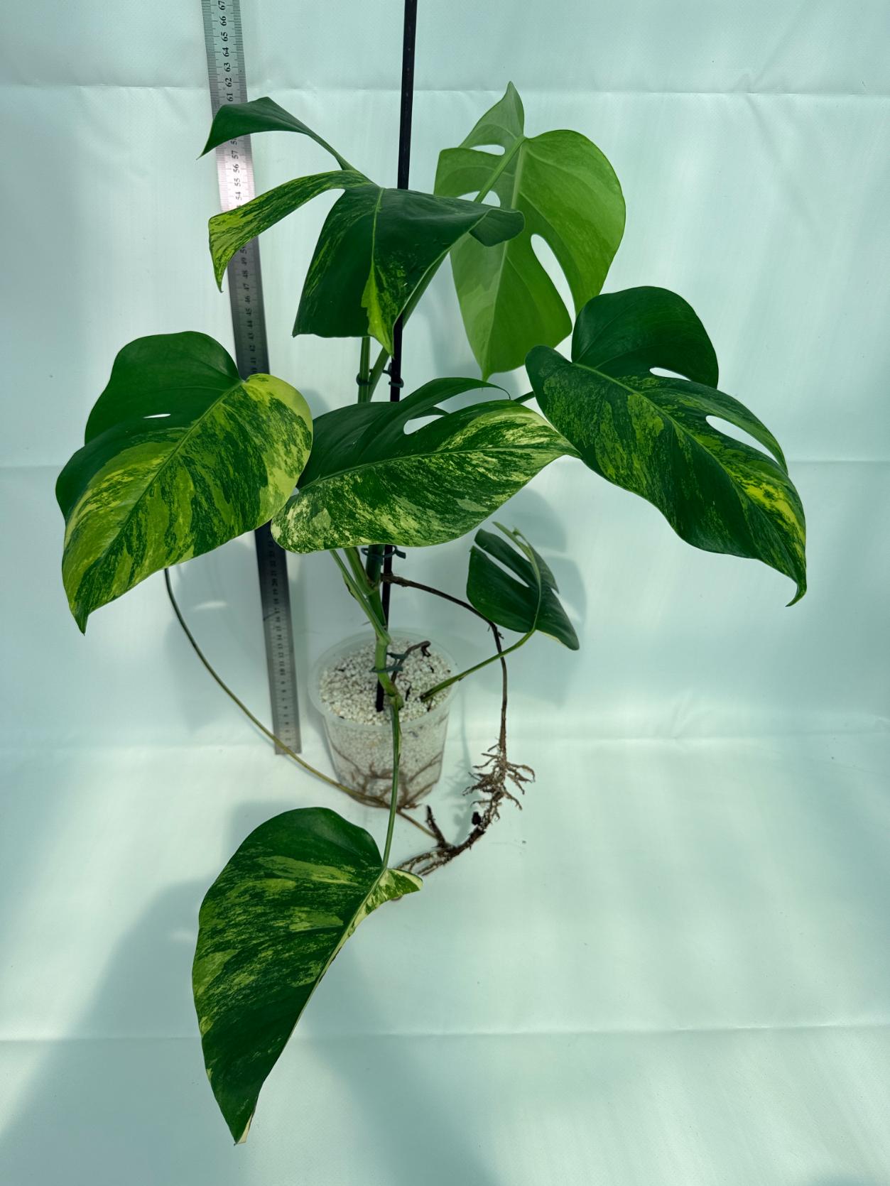 Monstera Variegata Aurea 5