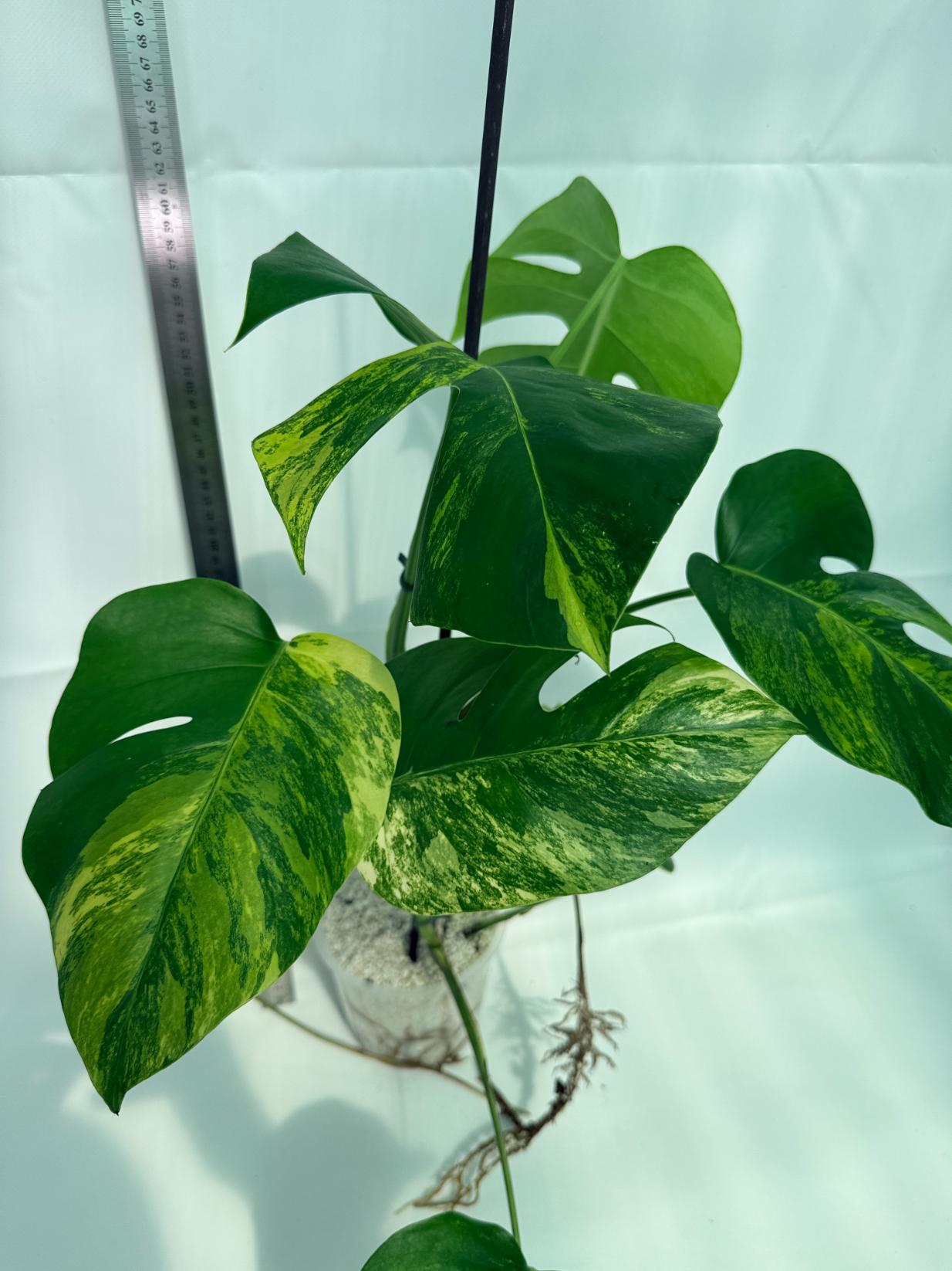 Monstera Variegata Aurea 6