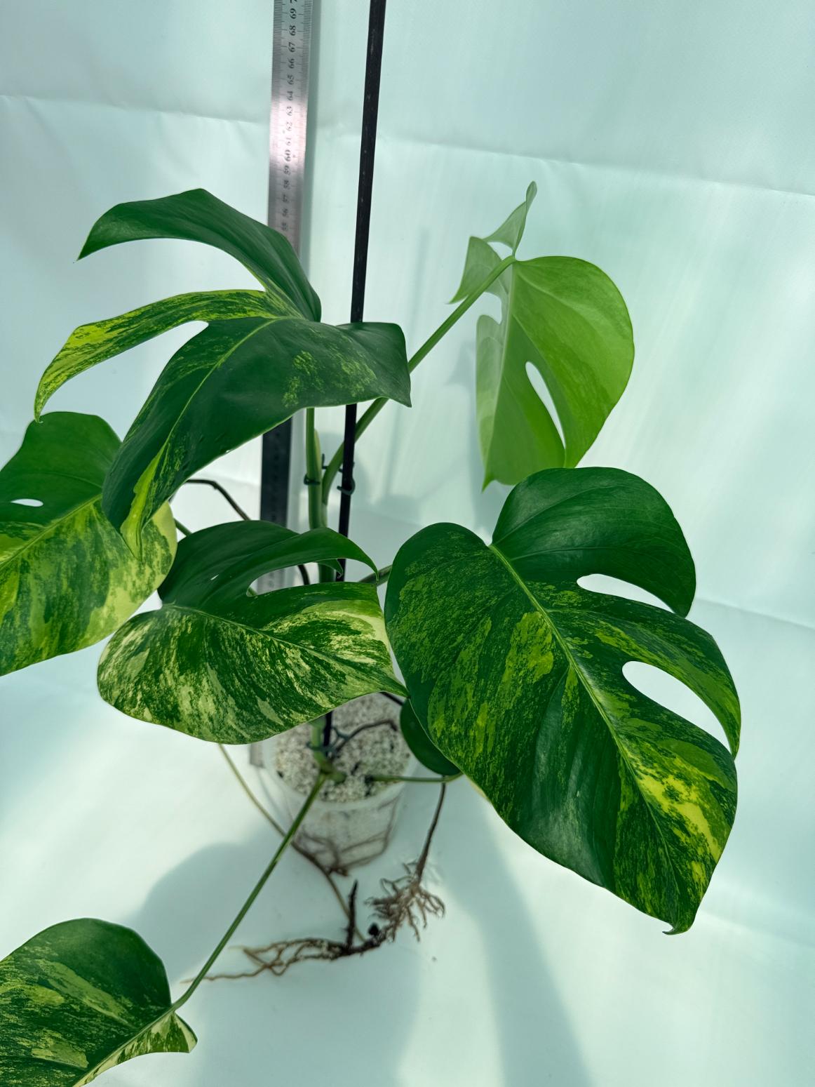 Monstera Variegata Aurea 7