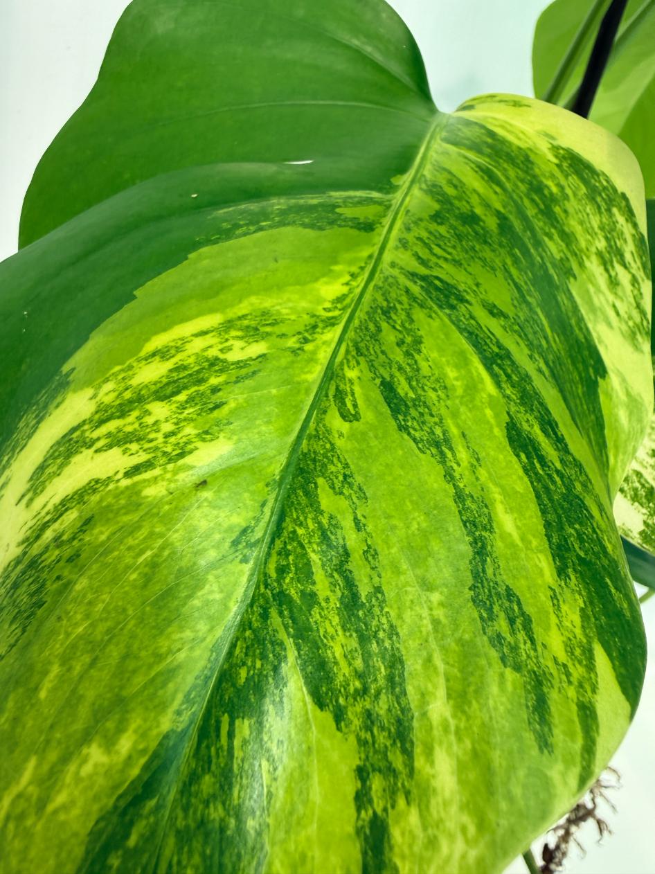 Monstera Variegata Aurea 4