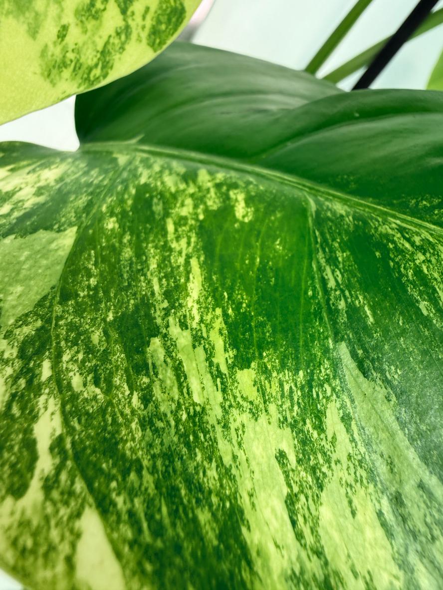 Monstera Variegata Aurea 8