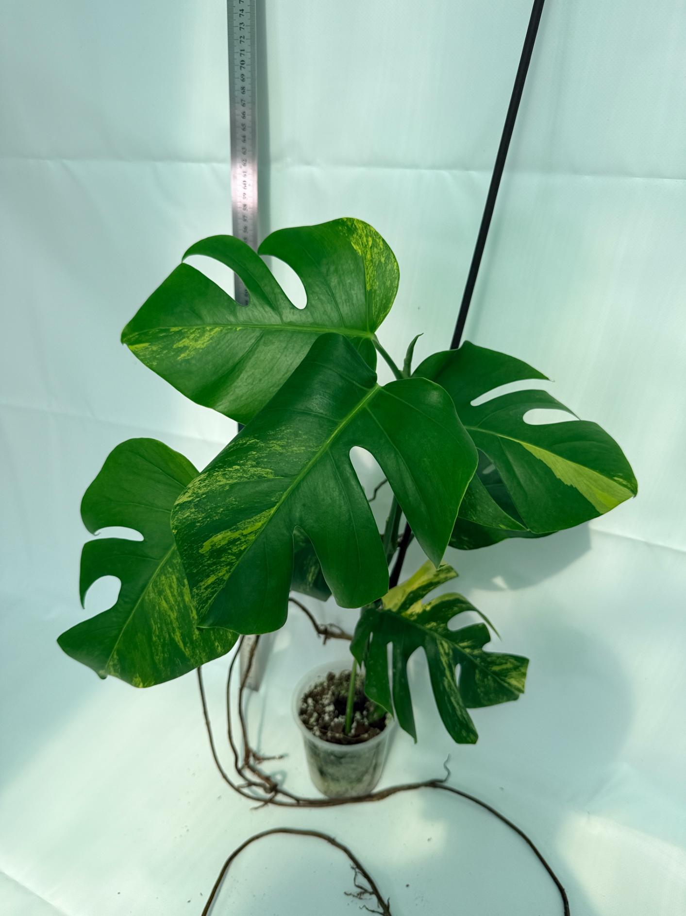 Monstera Variegata Aurea 3
