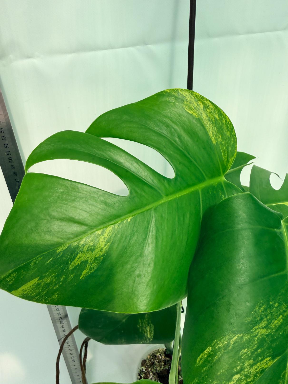 Monstera Variegata Aurea 10